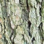 Picea polita Bark