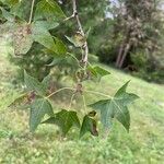 Acer truncatum Leaf