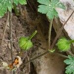 Geranium mascatense Fruit