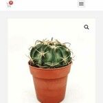 Stenocactus multicostatus Hoja