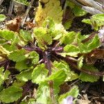 Stachys arvensis Blatt