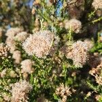 Ozothamnus leptophyllus Fruto