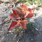 Aeonium nobile 形態