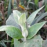 Buddleja stachyoides Yaprak