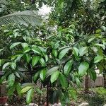 Garcinia mangostana Leaf