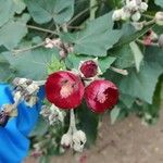 Phymosia umbellata Flower