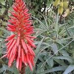 Aloe arborescens Květ