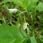 Solanum carolinense Flor