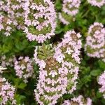 Thymus longicaulis 花
