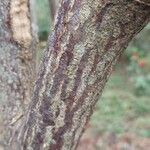 Stachyurus chinensis Casca