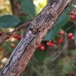 Cotoneaster coriaceus Casca