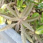 Bryophyllum × houghtonii Leaf