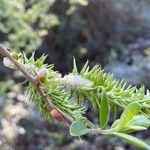 Salix salviifolia Fiore