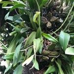 Gomesa bifolia Hoja