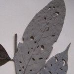 Casearia arborea Otro