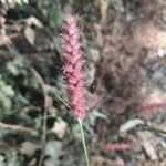 Pennisetum pedicellatum Flower