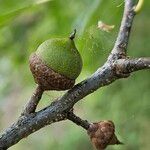 Quercus palustrisFruit