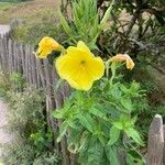 Oenothera glaziovianaFlower