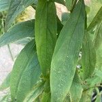 Doellingeria umbellata Blatt