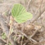 Grewia villosa Leaf