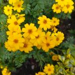 Tagetes tenuifoliaFlower