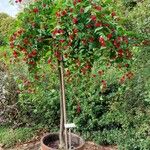 Abutilon megapotamicum Συνήθη χαρακτηριστικά