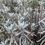 Lavandula latifolia Blad