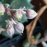 Echeveria purpusiorum Flower