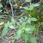 Solanum furcatum Vekstform