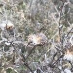 Cirsium altissimum ശീലം