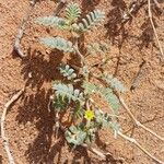 Tribulus pentandrus Blad