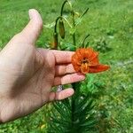 Lilium carniolicum Bloem