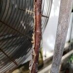 Heteromorpha arborescens Bark