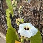 Ipomoea arborescens Flower