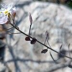 Berteroa mutabilis Fruit