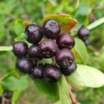 Aronia melanocarpa Fruit