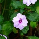 Impatiens flaccida പുഷ്പം