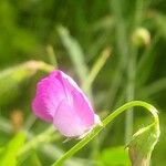 Lathyrus hirsutus Fula