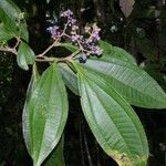 Miconia prasina Прочее