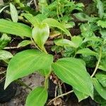 Costus spicatus Blad