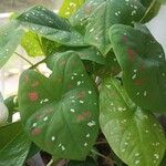 Caladium bicolorFeuille