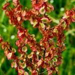 Rumex thyrsoides Floare