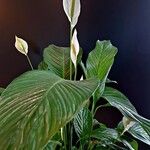 Spathiphyllum cannifolium Leaf