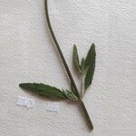 Galeopsis ladanum Leaf
