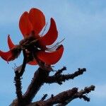 Erythrina caffra Цвят