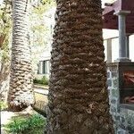 Phoenix canariensis Bark