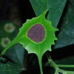 Dorstenia barteri പുഷ്പം