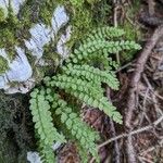 Asplenium viride Лист