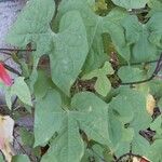 Ipomoea lobata Leaf