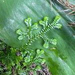 Selaginella kraussiana Blad